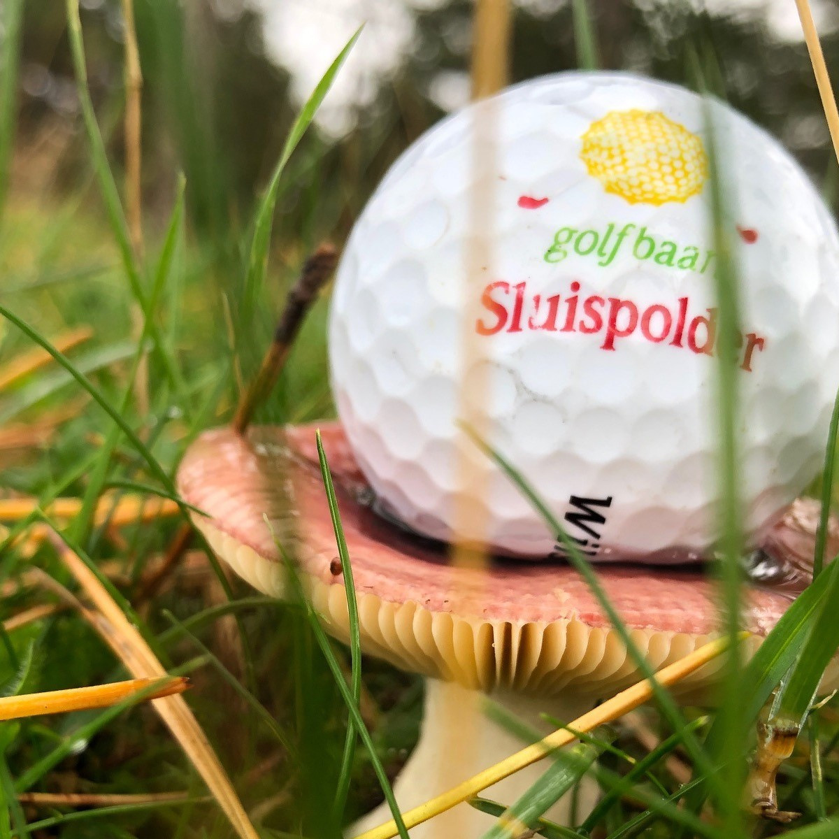 herfst paddenstoel golfbal sluispolder vk.jpg
